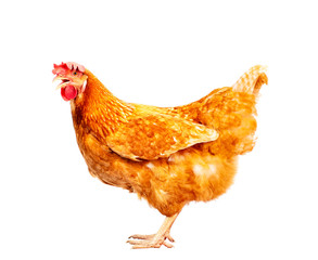 full body of brown chicken ,hen standing isolated white background use for farm animals and livestock theme