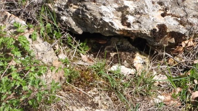 Aspisviper&nbsp;(Vipera aspis) im Elsass, Frankreich