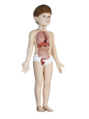 3d rendered medically accurate illustration of a childs organs