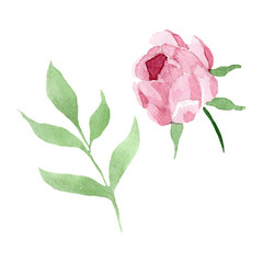 Obraz premium Dark red peony floral botanical flowers. Watercolor background illustration set. Isolated peony illustration element.