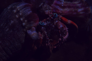 crab underwater photo / small crab, underwater scene