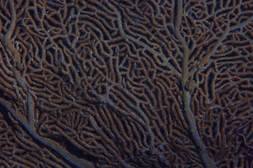 coral reef macro / texture, abstract marine ecosystem background on a coral reef