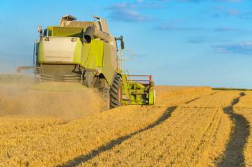 Obraz premium Combine harvesting in a field of golden wheat