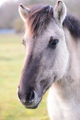 Obraz premium Pferd Tierportrait Pferdekopf head close up Natur Wild Koppel