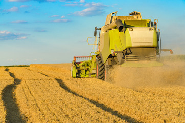 Obraz premium Combine harvesting in a field of golden wheat