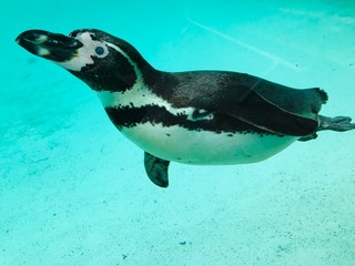 Penguin London Zoo