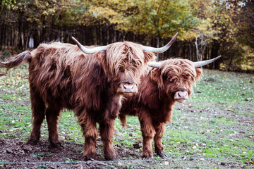 Deux vaches marron aux poils longs et longues cornes