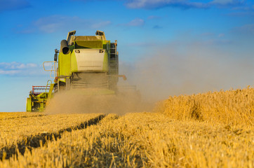 Fototapeta premium Combine harvesting in a field of golden wheat