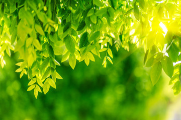 Green woods nature background in spring