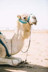 Kamel in der Wüstenlandschaft in Marokko