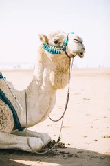 Selbstklebende Fototapete Sandige Wüste Kamel in der Wüstenlandschaft in Marokko