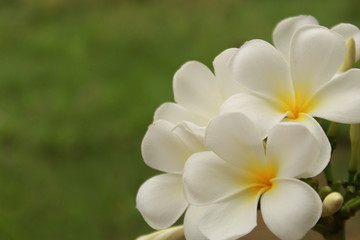 white frangipani flower on green background