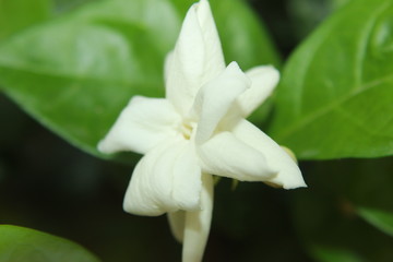 White color Jasmine flowers in garden.