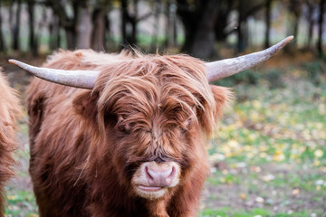 Vache marron aux poils longs et longues cornes	