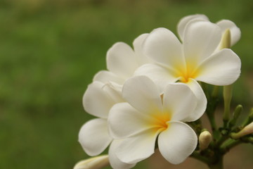 white frangipani flower on green background