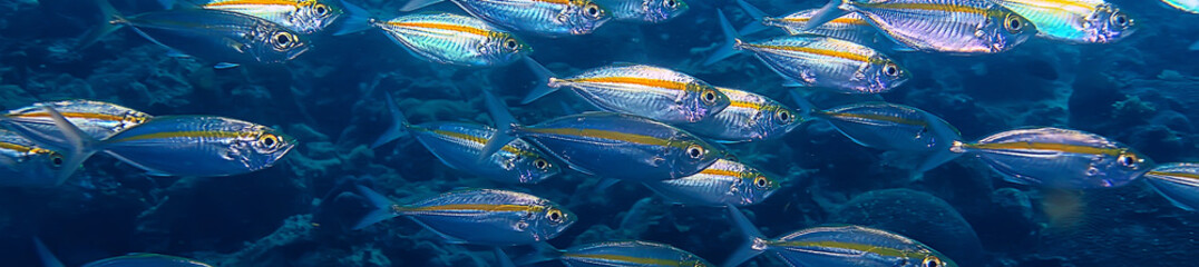 Panele Szklane Podświetlane  scad ościeżnica pod ekosystemem wodnym / morskim, duża ławica ryb na niebieskim tle, abstrakcyjne ryby żywe fish