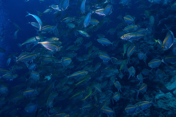 scad jamb under water / sea ecosystem, large school of fish on a blue background, abstract fish alive