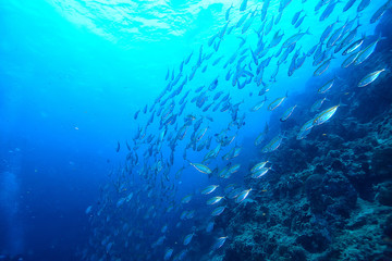 Naklejka na ściany i meble scad jamb under water / sea ecosystem, large school of fish on a blue background, abstract fish alive