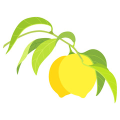 two lemons on branch isolated on white background