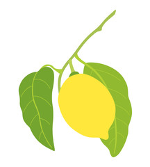 lemon with two leaves isolated on white background
