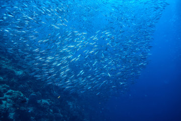 Fototapeta na wymiar under water ocean / landscape underwater world, scene blue idyll nature