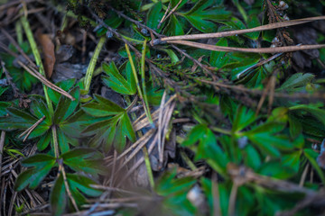 foliage