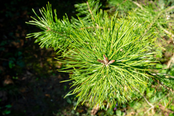 Young shoots on pine branches in middle of green needles on blurred background of green garden. Sunny spring day. Selective focus. Concept of nature of North Caucasus for design.