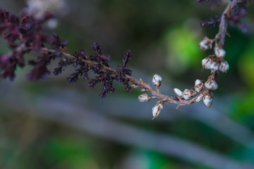 spring flowers