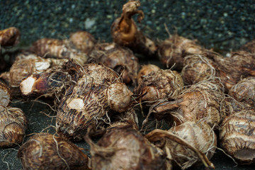 Freshly picked taro.  採れたての里芋