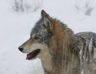 Grey Wolf in winter scene in Montana USA
