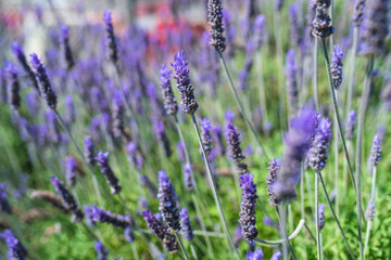 Naklejka premium lavendar