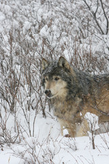 Grey Wolf in winter scene in Montana USA