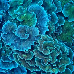Poster Im Rahmen Korallenriff Makro / Textur, abstrakter Meeresökosystem Hintergrund auf einem Korallenriff © kichigin19