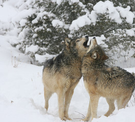 Grey Wolf in winter scene in Montana USA