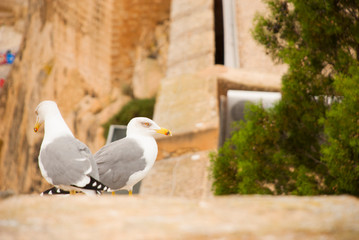 Two seagulls seat on stone.