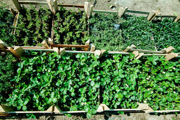 many seedlings of strawberries in boxes in the store on display for sale