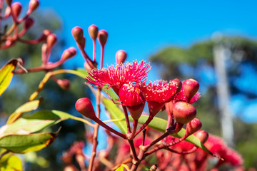 Pink flowers of Eucalyptus calophylla (Marri), native Australian flowering tree.