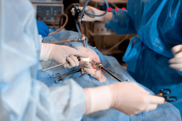 Vet doing the operation for sterilization. The cat on the operating table in a veterinary clinic. Cat in a veterinary surgery , the uterus and ovaries of a cat during surgery