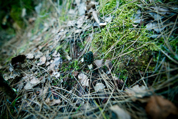 Turkish expensive mushrooms antibiotics in the forest in the natural growth environment