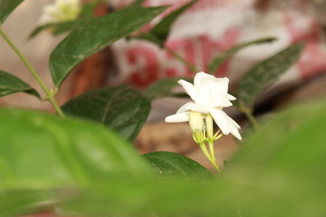 White jasmine flower.
