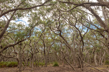 Shade providing Sclerophyllous forest in Australia.