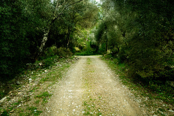 Obraz premium a path in a fairy-tale deep forest, a bright road among the trees