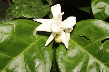 White jasmine flower.
