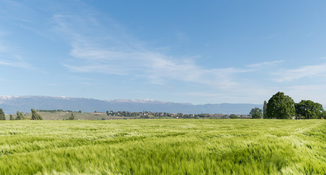 Champ de c&eacute;r&eacute;ales dans le Genevois &agrave; Perly