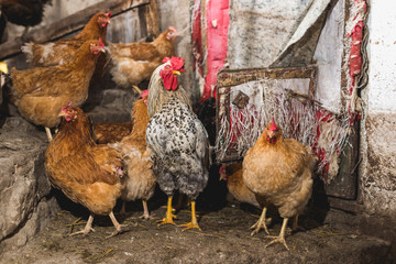 Chickens on the farm. Toned, style, color photo