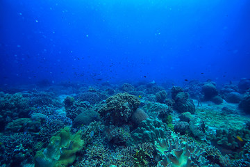 Fototapeta na wymiar coral reef underwater / lagoon with corals, underwater landscape, snorkeling trip