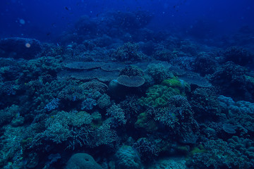 marine ecosystem underwater view / blue ocean wild nature in the sea, abstract background