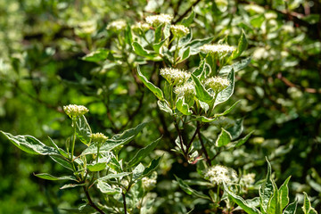 Flowering variegated shrub Cornus alba Elegantissima or Swidina white. Green with white leaves and red branches are feature this plant. Selective focus. Spring theme for design