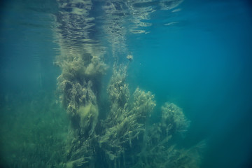 Fototapeta premium submerged trees flooded underwater / lake fresh jungle water ecology beautiful landscape