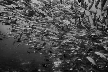 black white fish group / underwater nature poster design